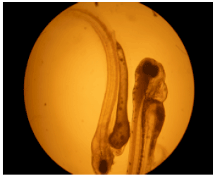 Image for - Anomalies in Cyprinus carpio Larvae Exposed to Paper Mill Effluent