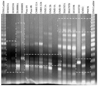 Image for - Molecular Characterization of Different Cytoplasmic Male Sterile Lines Using Mitochondrial  DNA Specific Markers in Rice