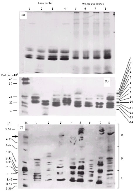 Image for - Polymorphic β and γ Lens Crystallins Demonstrate Latitudinal Distribution of Threatened Walking Catfish Clarias batrachus (Linn.) Populations in North-western India