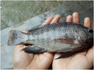Image for - Health Condition of a Farmed Tilapia (Oreochromis niloticus) in Earthen  Ponds, Northern Bangladesh