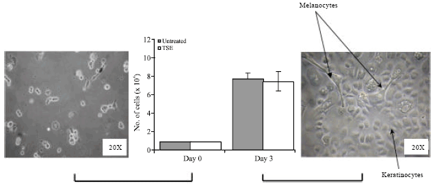 Image for - Tamarind Seed Coat Extract Reduces Melanin Production via Tyrosinase in Melanocyte