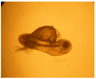 Image for - Anomalies in Cyprinus carpio Larvae Exposed to Paper Mill Effluent