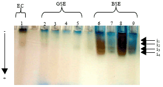 Image for - Effect of Culture Media with Changes in Phenols Content and Soluble Peroxidases Activities During Somatic Embryogenesis in Baillonella toxisperma Pierre (Sapotaceae)
