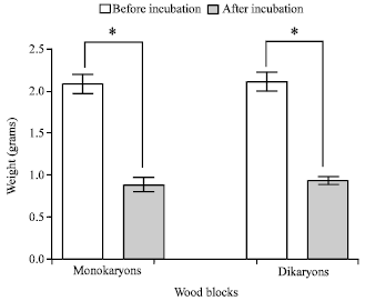 Image for - Comparison of Differences Between the Wood Degradation by Monokaryons (n)  and Dikaryons (2n) of White Rot Fungus (Cambodian Phellinus linteus)