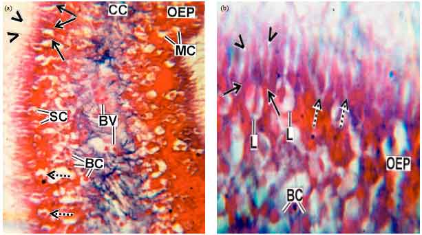 Image for - Histological and Histochemical Studies of the Olfactory Organ in Bagrid Catfish Rita rita (Hamilton, 1822)