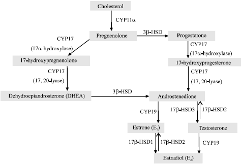 Image for - Berberine Disturbs the Expression of Sex-hormone Regulated Genes in β-naphthoflavone-induced Mice