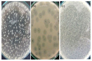Image for - Effect of Three Sewage Isolated Bacteriophages on the Multidrug Resistant Pathogenic Bacteria