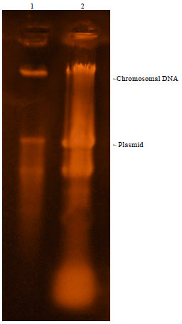 Image for - Role of Plasmid of Pseudomonas putida S3A in Nylon 6 Degradation
