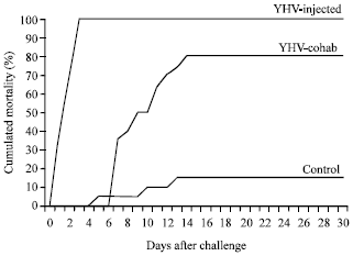 Image for - Expression Levels of Litopenaeus vannamei Toll in the Whiteleg Shrimp  (L. vannamei) in Response to Different Routes of Yellow Head Virus Infection
