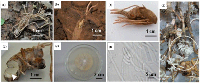Image for - First Report of Cordyceps sp. Isolated from Cicada in Northeastern Thailand and Their Characterizations