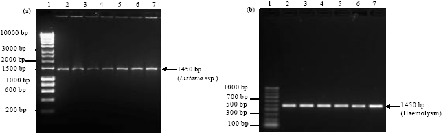Image for - Isolation and Characterization of Unidentified Listeria Strains Showing Phenotypic and Genetic Similarities to a Novel Group of Listeria Species from Malaysian Pekin Ducks