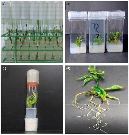 Image for - Conservation of Endangered Hassawi Peach (Prunus persica L.) Through  Micropropagation
