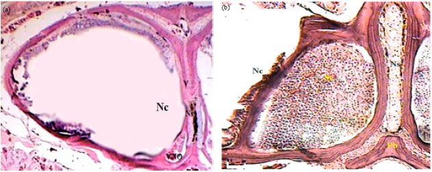Image for - Histological Studies on the Vomeronasal Organ of the Worm-like Snake, Typhlops vermicularis
