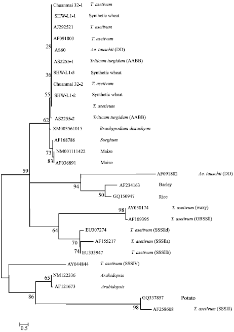 Image for - Molecular Characterization of SSI Gene in Triticum L. and Aegilops tauschii