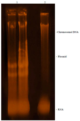 Image for - Role of Plasmid of Pseudomonas putida S3A in Nylon 6 Degradation