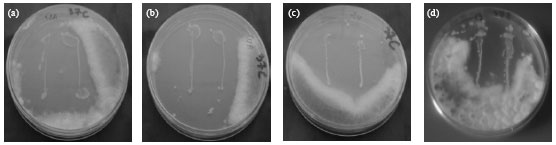 Image for - Antifungal Compounds Production in Different Temperatures, pH and on Modified MRS Agar by Lactobacillus Strains