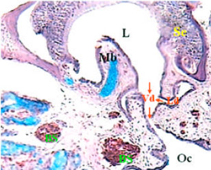Image for - Histological Studies on the Vomeronasal Organ of the Worm-like Snake, Typhlops vermicularis