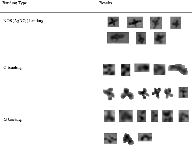 Image for - Development of Karyotype and Localization of Cytogenetic Markers in Dimua River Prawn, Macrobrachium villosimanus (Tiwari, 1949)