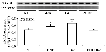Image for - Berberine Disturbs the Expression of Sex-hormone Regulated Genes in β-naphthoflavone-induced Mice