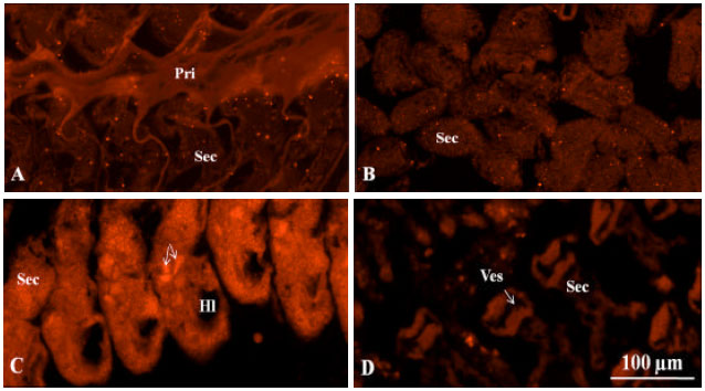 Image for - Expression Levels of Litopenaeus vannamei Toll in the Whiteleg Shrimp  (L. vannamei) in Response to Different Routes of Yellow Head Virus Infection