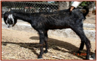 Image for - Incidence of Mycobacterium Avium Subspecies paratuberculosis in  Mehsani and Surti Goats of Indian Origin using Multiple Diagnostic Tests