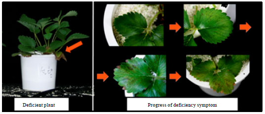 Image for - Effect of Various Mg Concentrations in Nutrient Solution on Growth and Nutrient  Uptake Response of Strawberry (Fragaria×Ananassa Duch.) “Seolhyang” Grown  in Soilless Culture