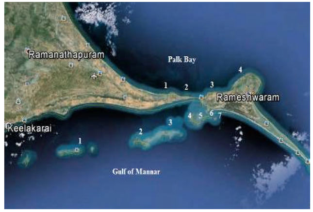 Image for - Impact of Climate Change Induced Coral Bleaching in the Northern Part of Gulf of Mannar and Palk Bay, Southeast Coast of India