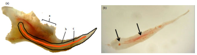 Image for - Isolation and Characterization of Dental Pulp Stem Cells from Murine Incisors