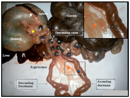 Image for - Histomorphological Developmental Study of Advanced Postnatal of the Pancreas of Local Rabbit