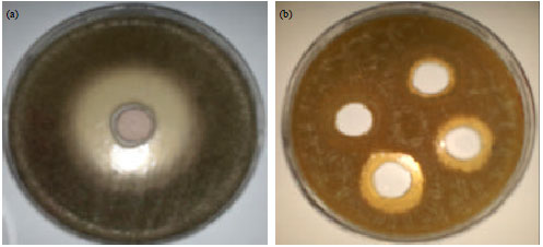 Image for - Taxonomic Characterization and Chemical Study of the Antifungal Constituents of Streptomyces sp. KH-F12