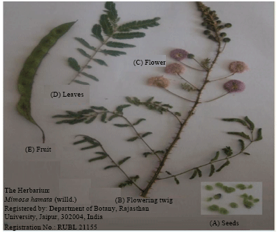 Image for - Pharmacological Evaluation of an Ethnomedicinal and EndangeredDesert Plant: Mimosa hamata
