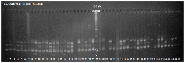 Image for - Evaluation of Multiplex PCR in Detection of Crop Alleles and Differential Hybridization among Weedy Sorghum Populations