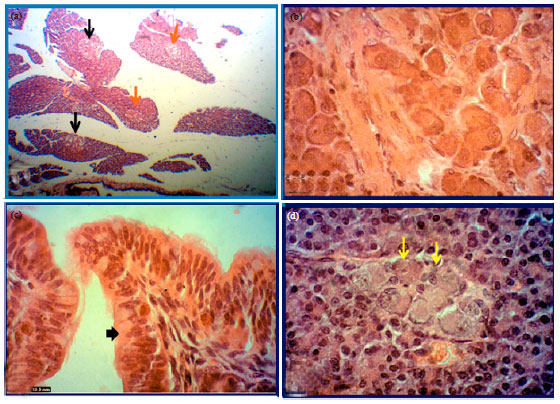 Image for - Histomorphological Developmental Study of Advanced Postnatal of the Pancreas of Local Rabbit