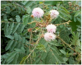 Image for - Pharmacological Evaluation of an Ethnomedicinal and Endangered
Desert Plant: Mimosa hamata