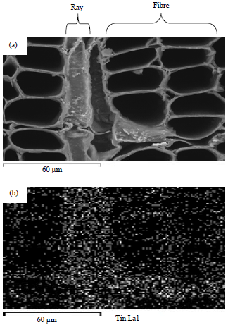 Image for - Microdistribution of Tin in Newly Synthesized Organotin(IV)-Treated Tropical Wood Cells