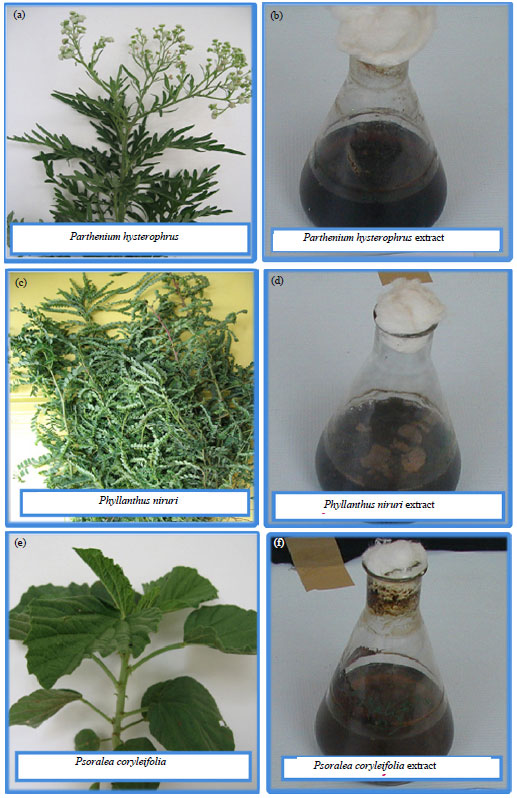 Image for - Fortification of Mulberry Leaves with Medicinal Botanical Plant Extracts Effect on Silkworm, Bombyx mori L. (PM×CSR2) (Lepidoptera: Bombycidae) Larval Growth and Cocoon Traits