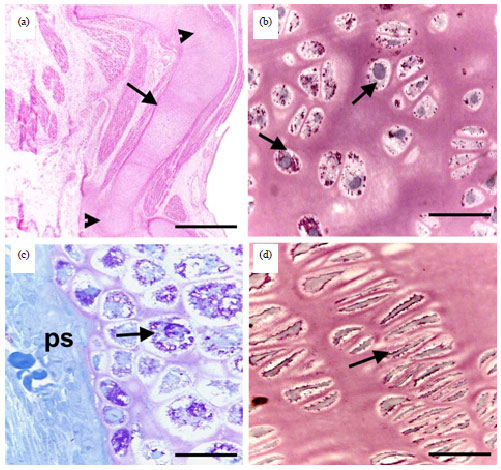 Image for - Histological Sequences of Long Bone Development in the New Zealand White Rabbits