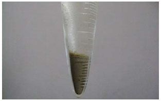 Image for - Identification of Effective Organic Carbon for Biofloc Shrimp Culture System