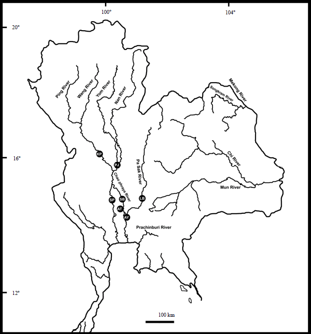 Image for - Genetic Variation of Striped Snakehead Fish (Channa striata) in River Basin of Central Thailand Inferred from mtDNA COI Gene Sequences Analysis