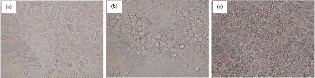 Image for - Antiproliferation of Fibrosarcoma Cell Line (L929) by Hua-Khao-Yen-Tai Thai Medicinal Plant (Dioscorea membranacea Pierre)