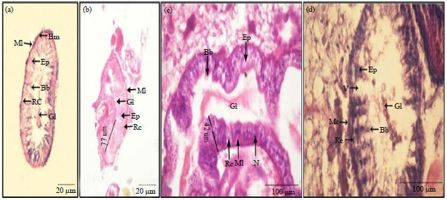 Image for - Histological Effects of Essential Oils, Their Monoterpenoids and Insect Growth Regulators on Midgut, Integument of Larvae and Ovaries of Khapra Beetle, Trogoderma granarium Everts