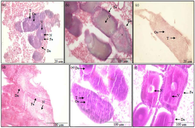 Image for - Histological Effects of Essential Oils, Their Monoterpenoids and Insect Growth Regulators on Midgut, Integument of Larvae and Ovaries of Khapra Beetle, Trogoderma granarium Everts