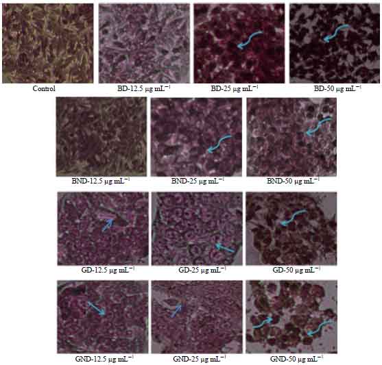 Image for - Preliminary Analysis of in vitro Digestion and Bioactivity Assessment of Basil and Ginger in Human Liver Cancer Cell Line