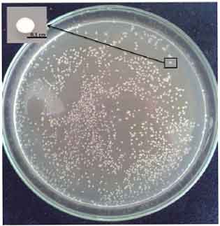 Image for - Identification and Growth Characters of Nitrifying Pseudomonas sp., LS3K Isolated from Odorous Region of Poultry Farm