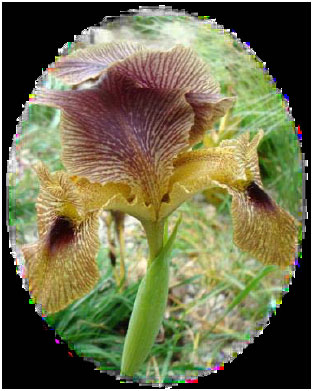 Image for - Biological Activity of Iris sari Schott ex Baker in Turkey