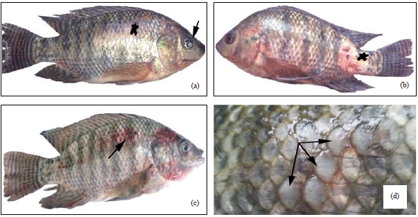 Image for - Serum Biochemical and Histopathological Changes Associated with Aeromonas hydrophila Isolated from Oreochromis niloticus and Sparus aurata with Multiple Antibiotic Resistance Index