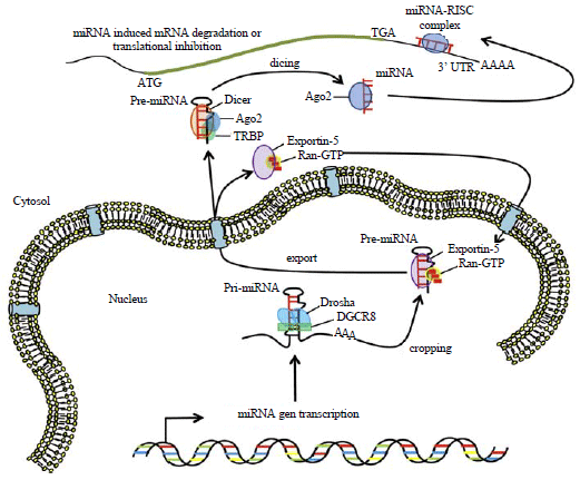 Image for - Microrna a New Gate in Cancer and Human Disease: A Review