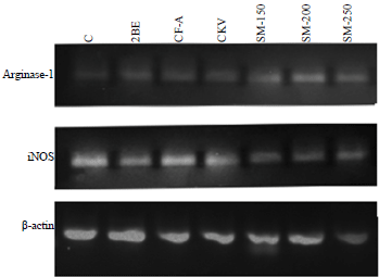 Image for - Solenostemon monostachyus Modulates Inducible Nitric Oxide Synthase and mRNA Expression in Hemolytic-Induced Rats