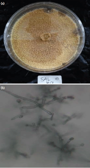 Image for - Bioactivity of Fungi Trichoderma reesei Associated with Sponges Stylissa flabelliformis Collected from National Park West Bali, Indonesia