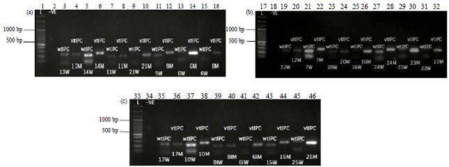 Image for - Development of Internal PCR Control (IPC) for Human Mitochondrial DNA Typing Kit